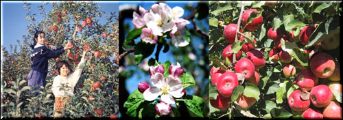 天龍峡農園の観光りんご狩り