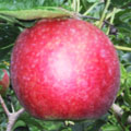 シナノレッドりんご